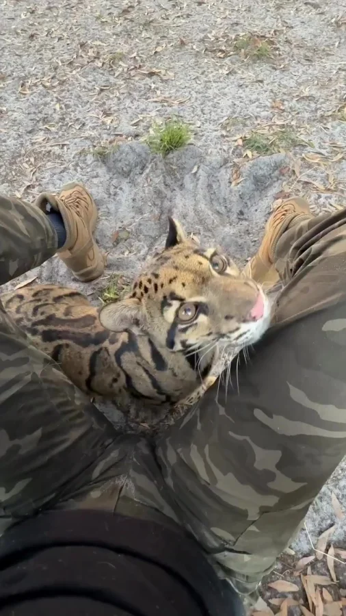 Обнимашки от котика