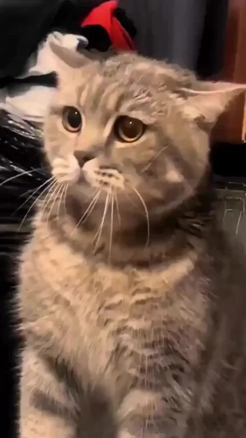 Очаровательное потомство