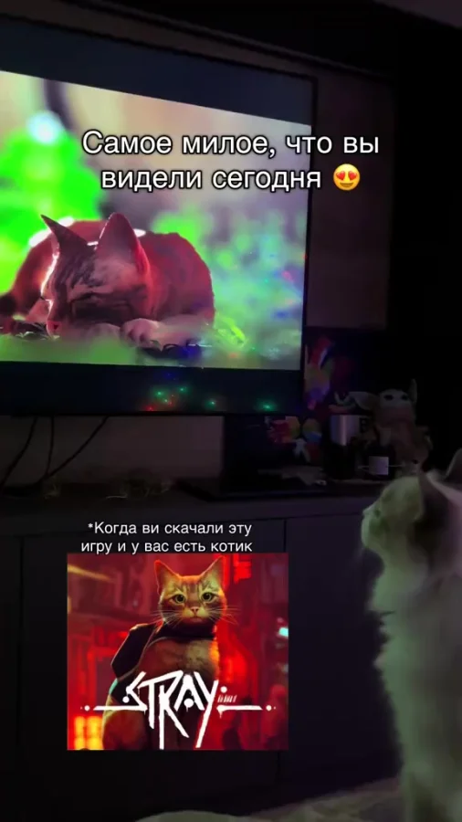 Очень сопереживательный котик