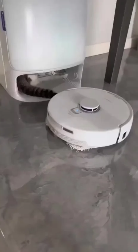 Операция "Оккупация": кот захватил зарядную станцию робота-пылесоса