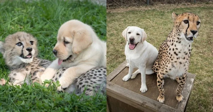 Ощутите волшебство: 20 фотографий, полных магии повседневности