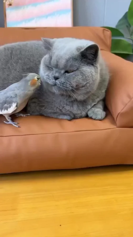 Оставь усы в покое!