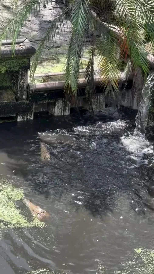 Осторожно: нильские крокодилы умеют прыгать!