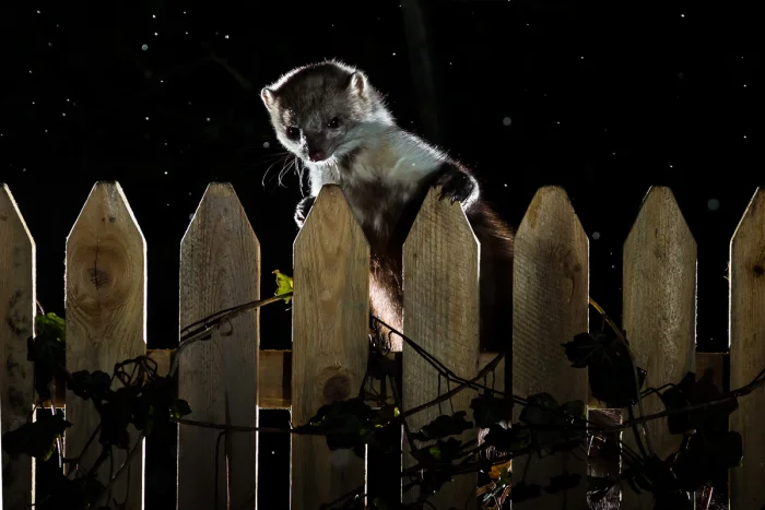 Почему каменные куницы нападают на кур: научное объяснение "психоза" в курятнике.