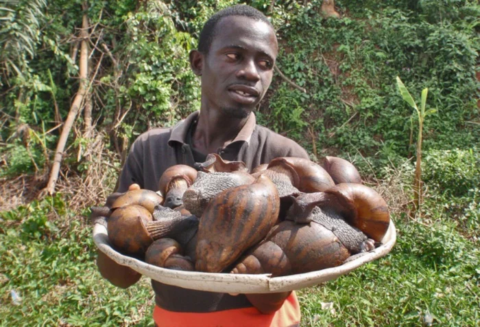 Почему содержание ахатин может обернуться тюрьмой? Улитки-вредители, уничтожающие сельское хозяйство