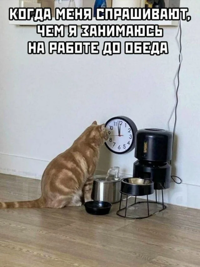 Получайте мемы