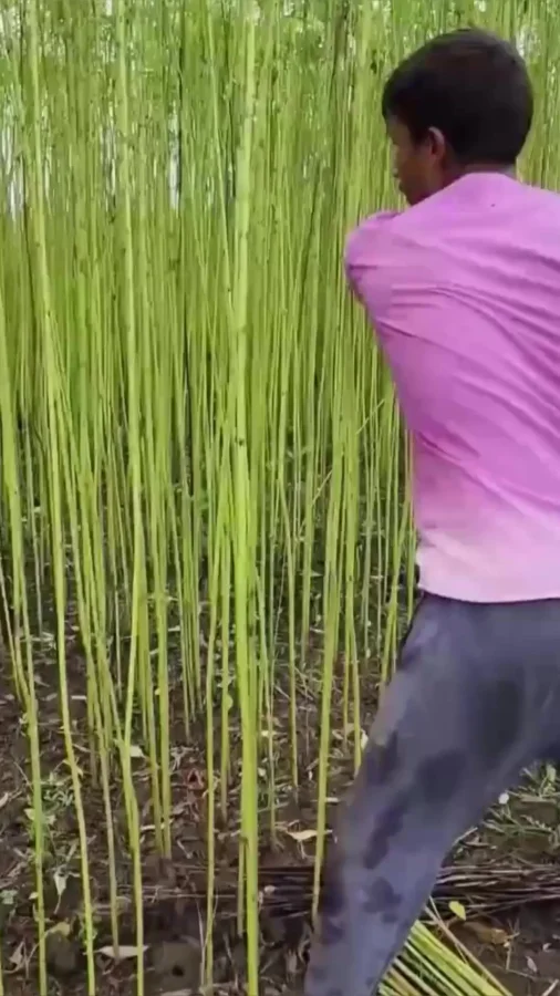 Процесс изготовления традиционной китайской обуви.