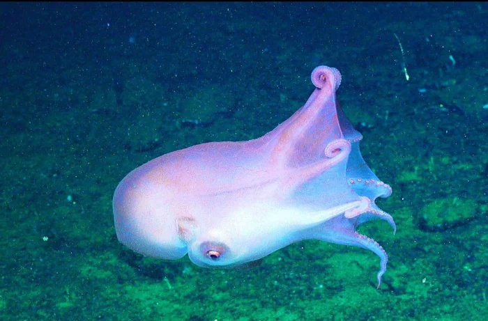 Редкая находка: семирукий осьминог у берегов Калифорни