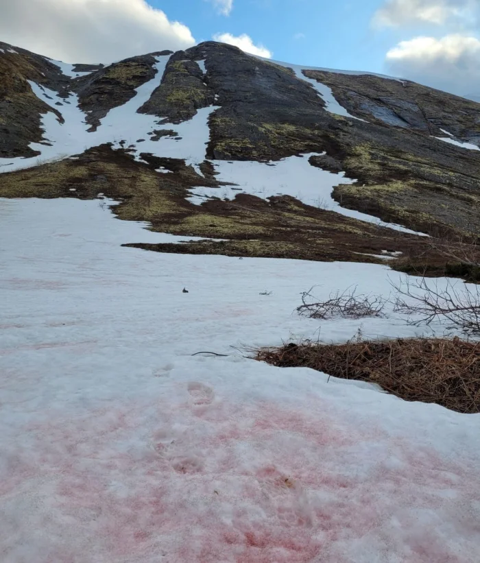 🍉 Розовый снег, который пахнет арбузом — где найти это чудо в России