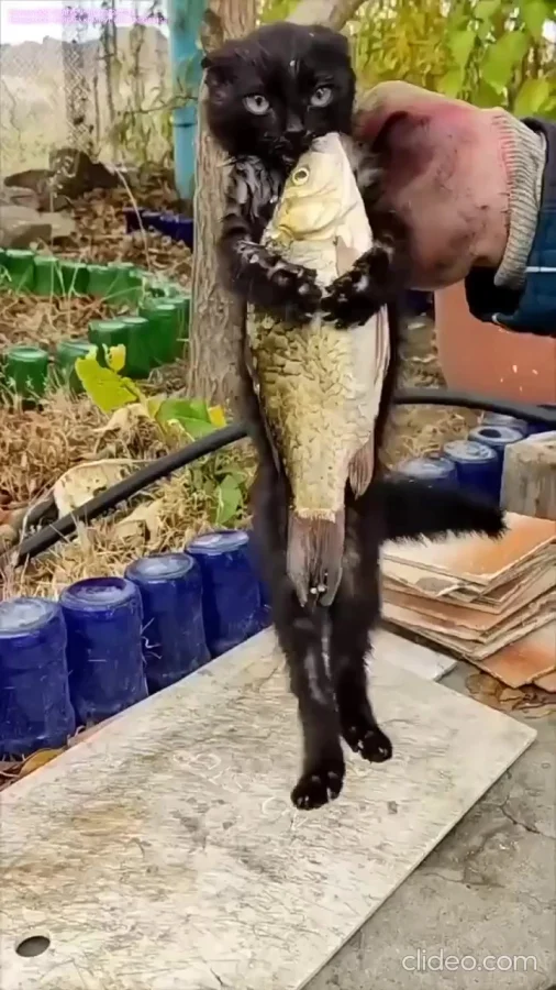 Сам ешь маленькую