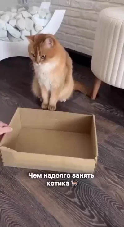 Как занять кота ?