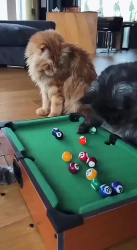 Скука - прочь! Бильярд для котов спасет ваш день.