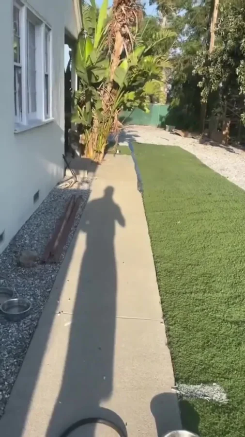 Слишком общительная собака