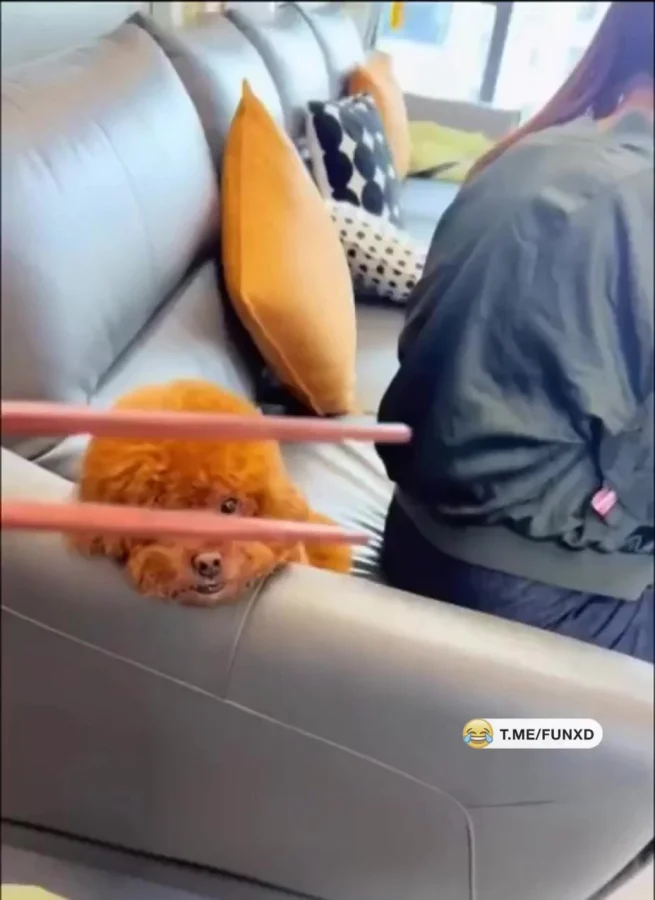 Так вот что такое - дать на лапу