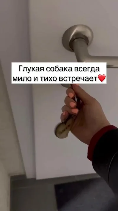 Как встречает глухая собака