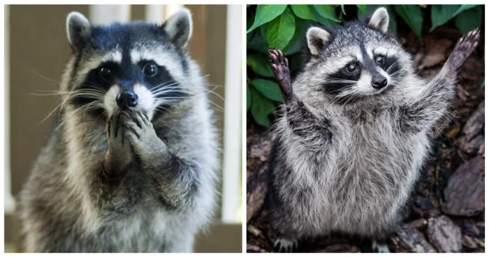 В поисках приключений: енот отправился в алкомаркет и отметил это событие с размахом