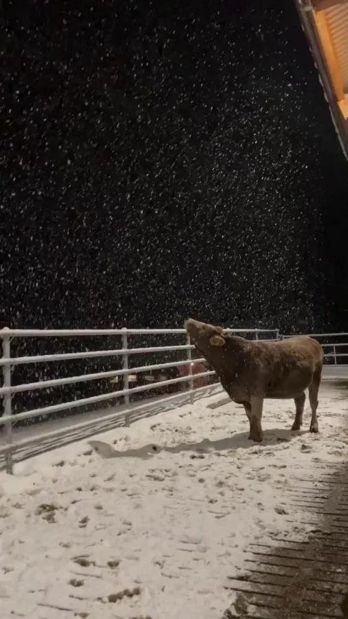 Видео с коровой, впервые увидевшей снег, покорило пользователей сети