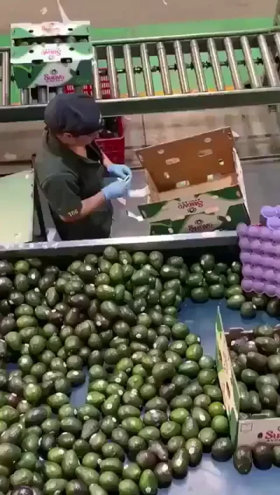 Фасовщик авокадо уровня «Бог»