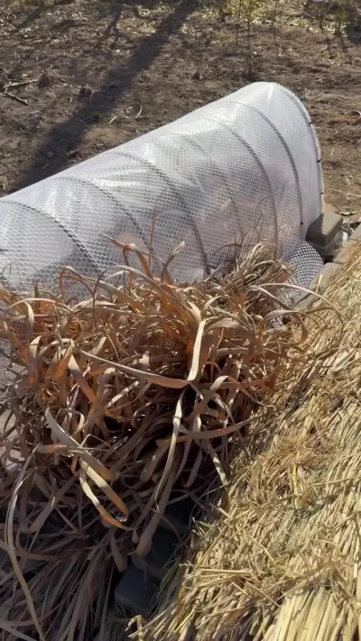 Прорастают