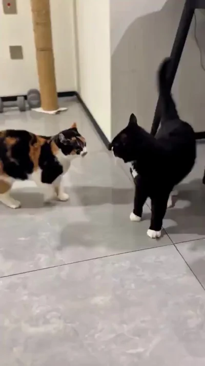 Judo Cat