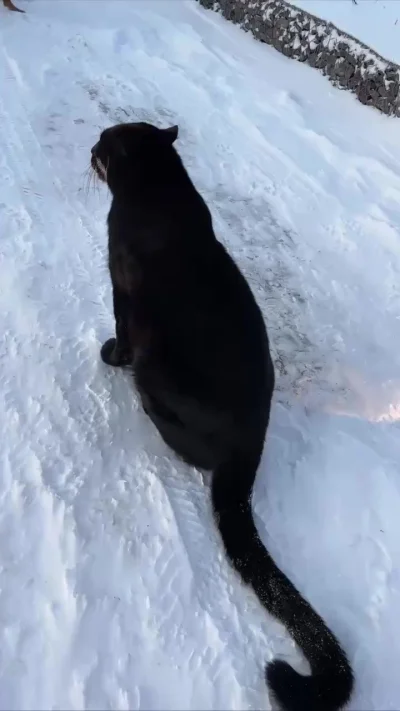 Когда живёшь в Сибири и на улице -27, а лапки мёрзнут. И хочется в Сочи или на ЮБК