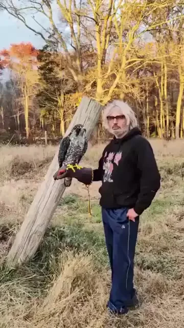 Тысячелетний сокол