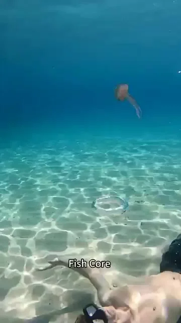 Забавные рыбы