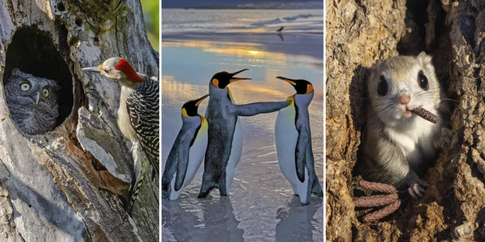 Застрявшая белка и лягушка в пузыре: 19 фотографий заслуживающих вашего внимания