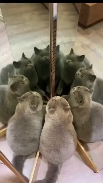 Зеркальное измерение