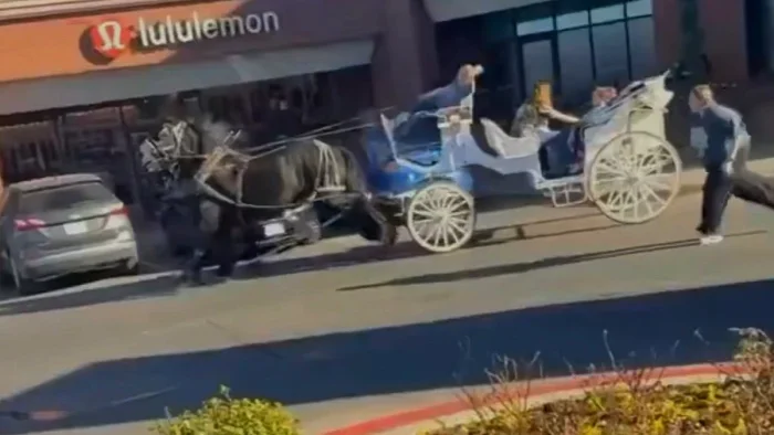 Женщина за рулём даже коней угробит