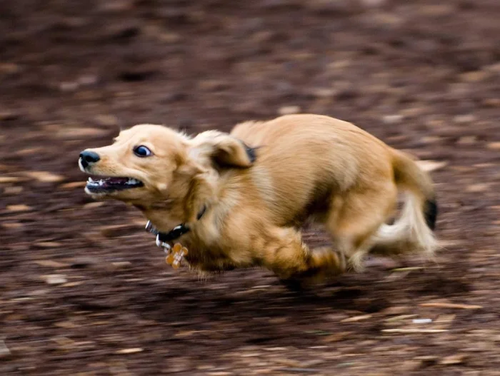 Зуми-психоз: когда питомец страдает от недостатка внимания