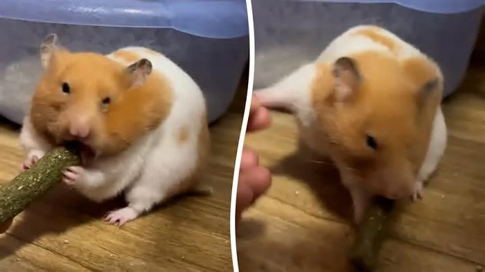 Хомяк пытается спрятать за щеку гигантский перекус