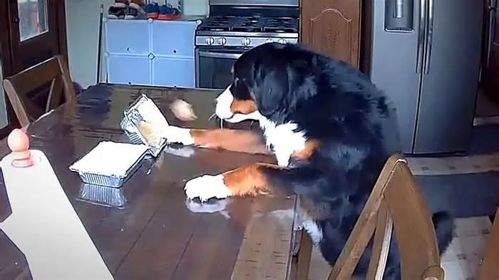 Любимец семьи и куриная косточка с мясом