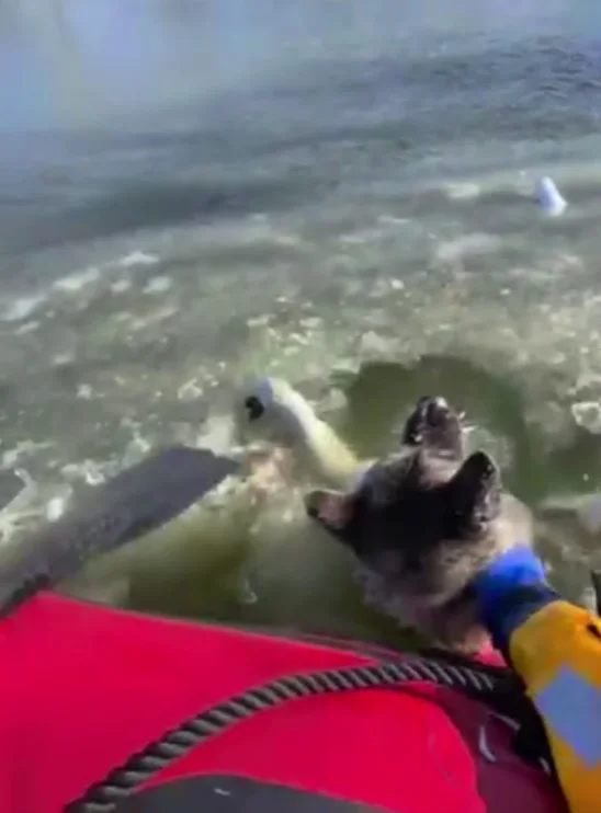 Спасатели успели вытащить собаку из проруби на озере