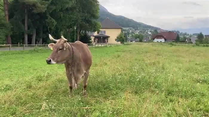 Корова Вероника чешет себя щеткой в самых разных местах