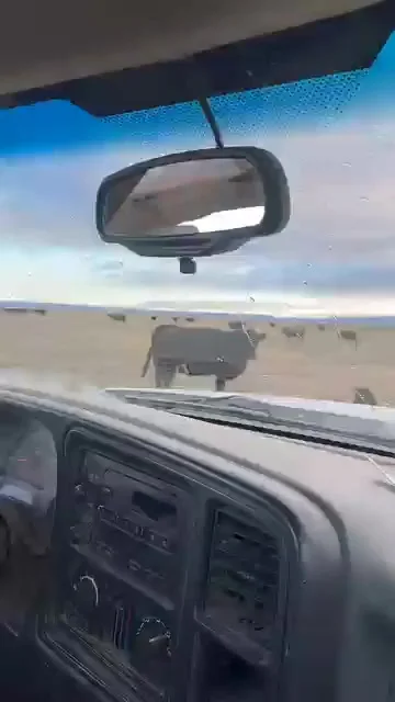 Киднеппинг