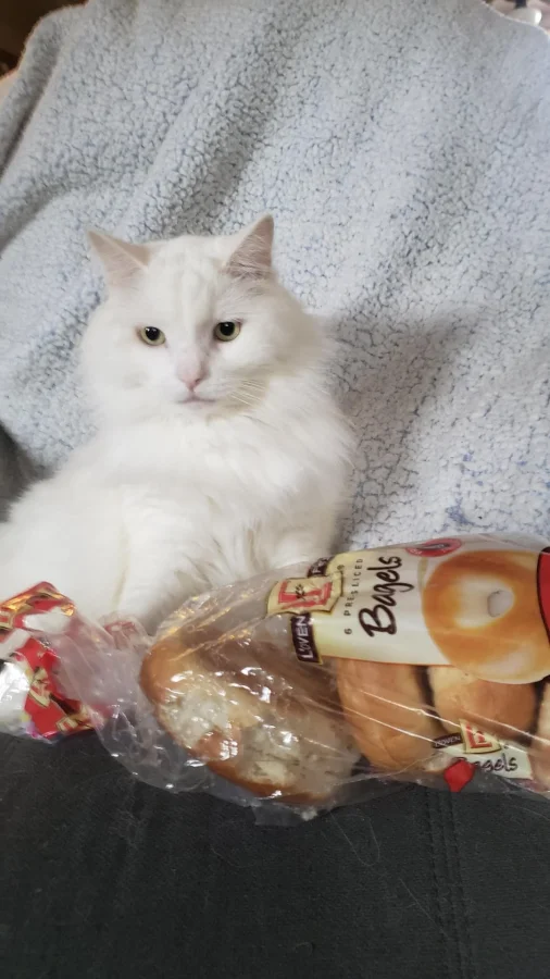 25 пушистых мотиваторов, которые сделают ваш день лучше!