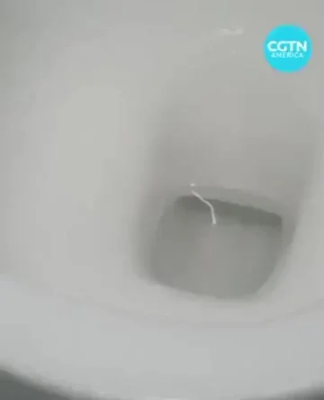 Британский турист заснял ящерицу в Тайланде