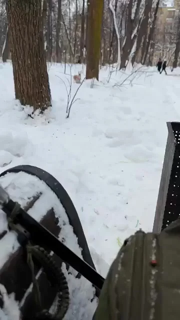 Шишка или орех? Очень сложный выбор