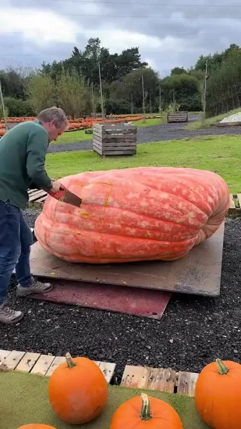 Гранд-тыква