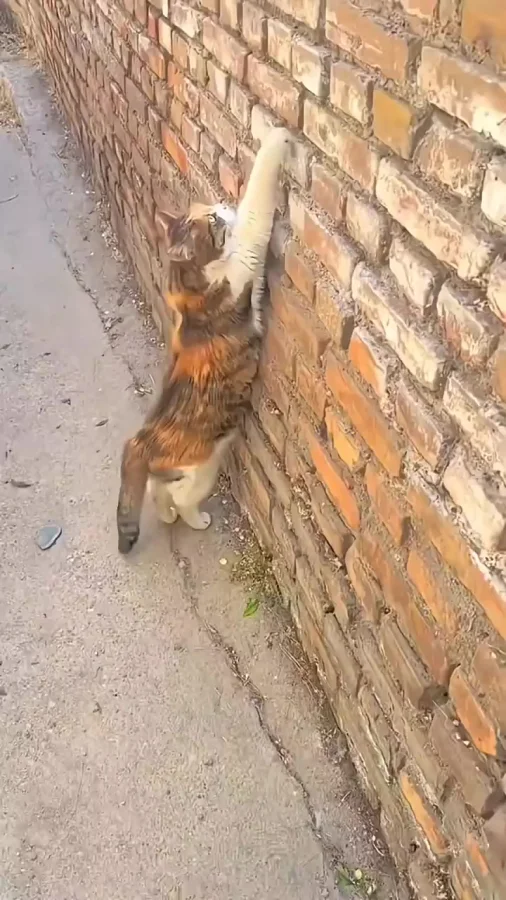 Боевая подготовка