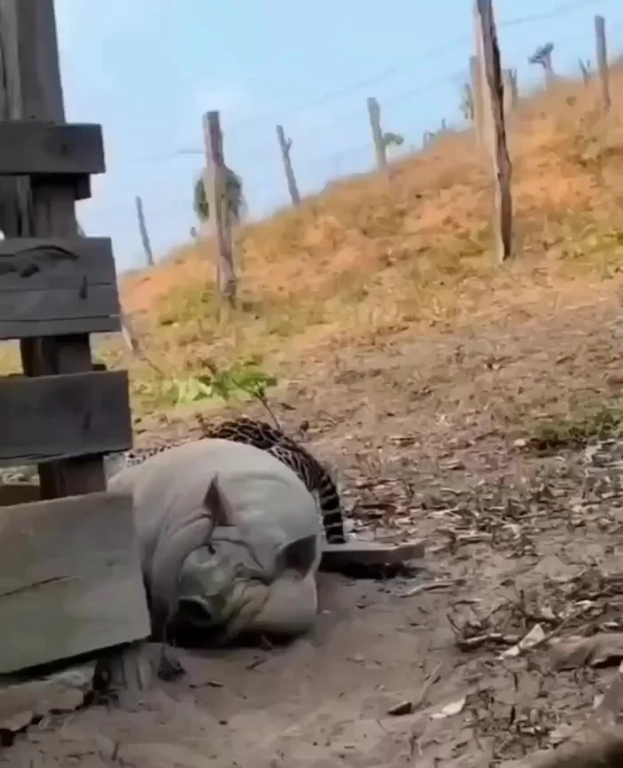 Да с какой же стороны тебя откусить?