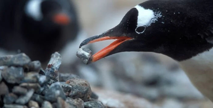 Дарение камней у пингвинов: драки, воровство и суровая романтика Антарктиды