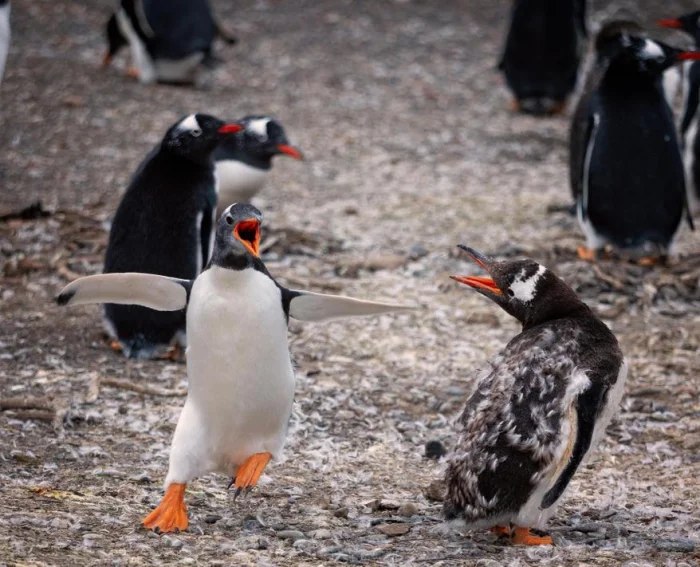 Дарение камней у пингвинов: драки, воровство и суровая романтика Антарктиды