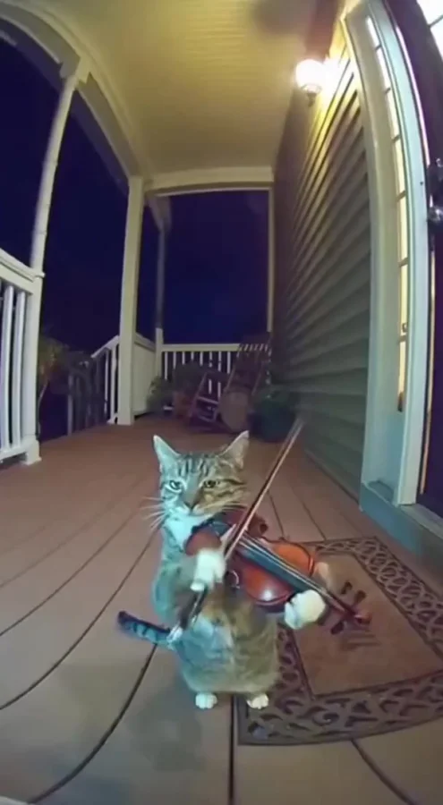 Я: Спокойной ночи! Мой кот...