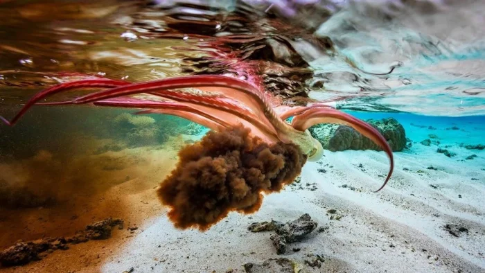 Элегантность в каждой капле: Чудо чернил головоногих