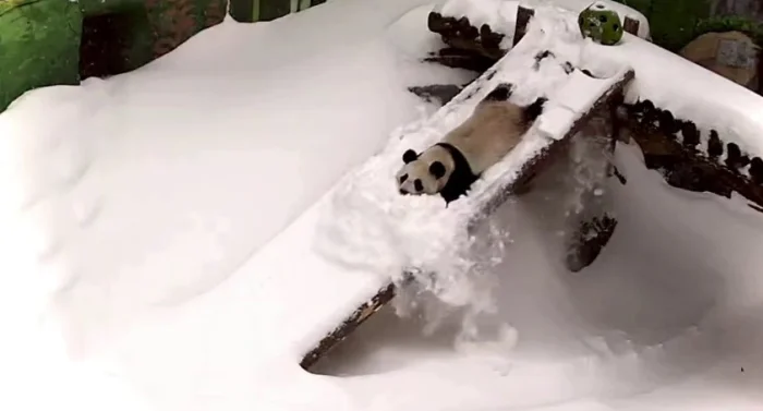 Катюша в восторге! Панда впервые увидела снег в Москве!