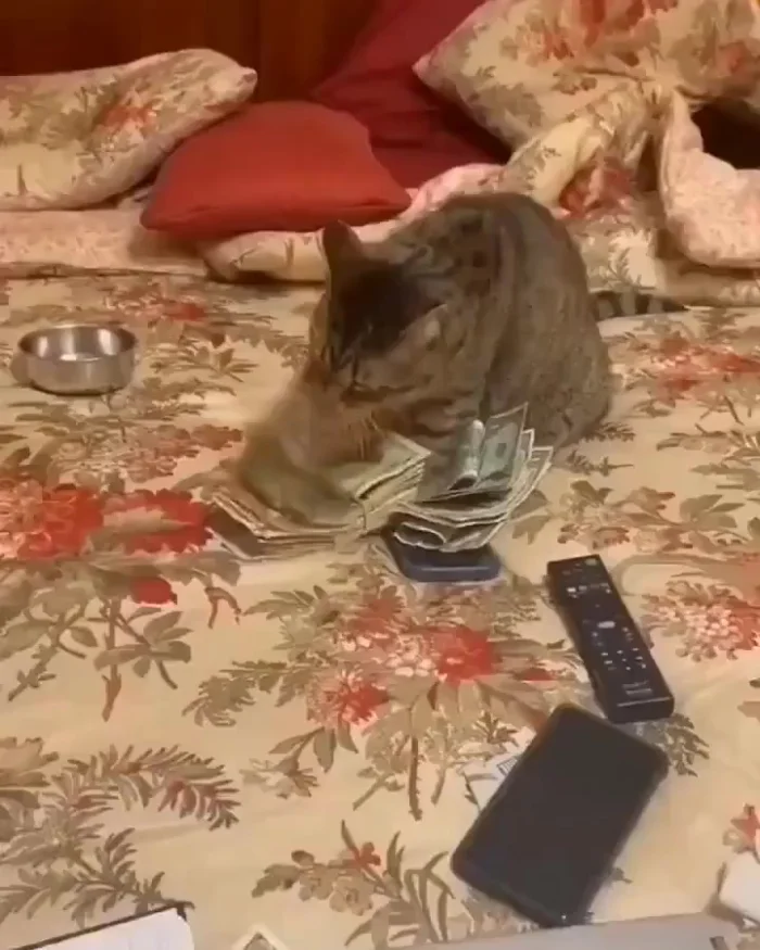 Когда кот зарабатывает больше хозяина