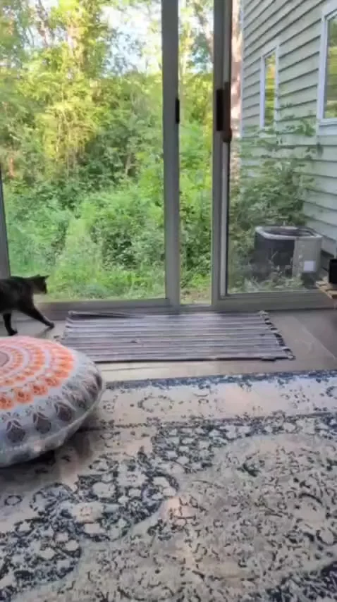 Котики и их попытки подкормить кожанных