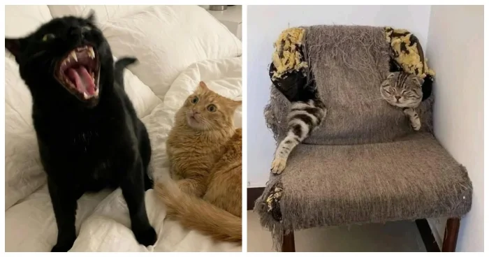 Коты без присмотра: 20 фотодоказательств их шалостей, когда думают, что вы не видите.